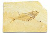 Detailed Fossil Fish (Diplomystus) - Wyoming #379435-1